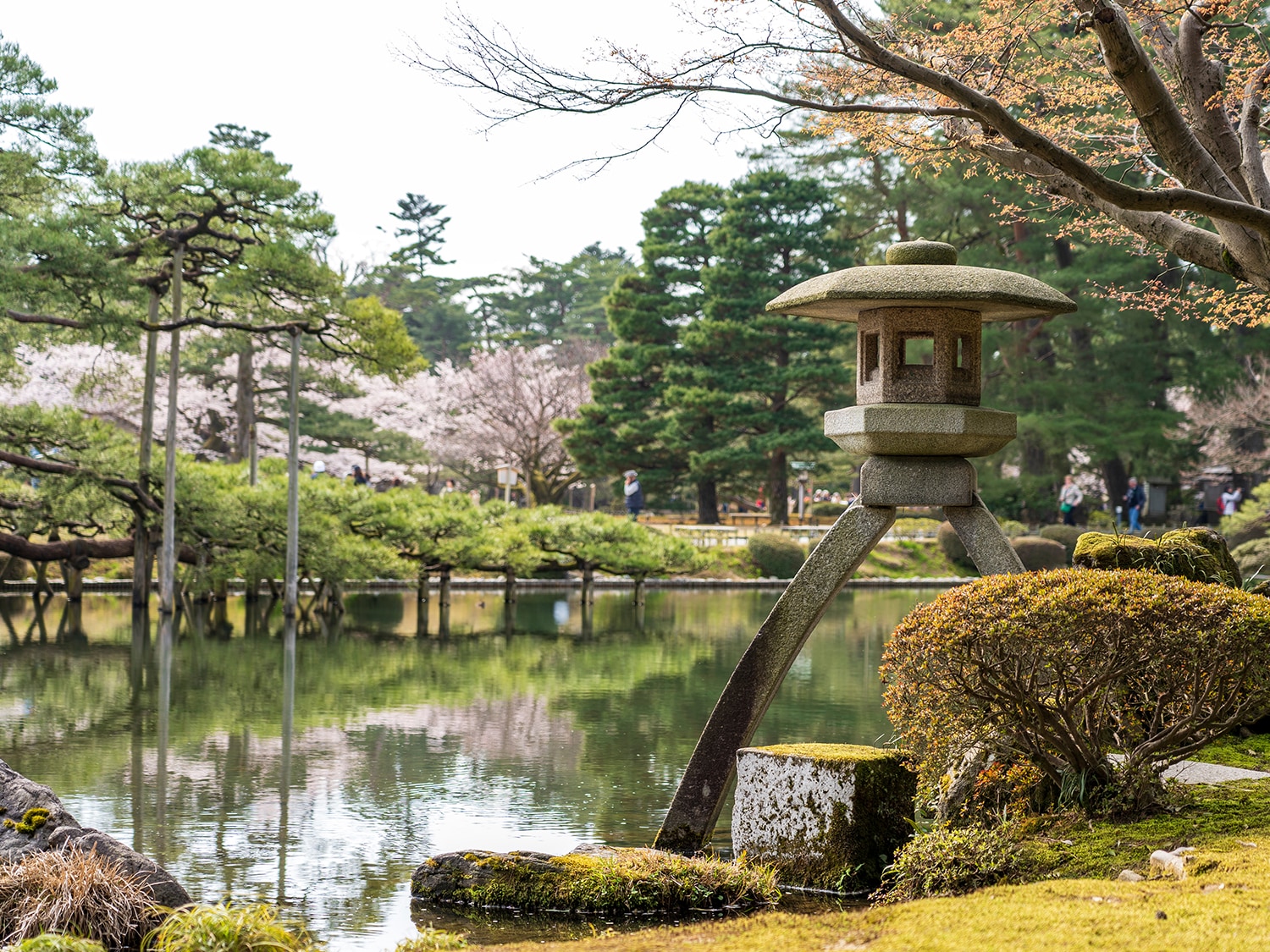 兼六園の魅力再発見！ガイドさん直伝の春のおもてなしツアー