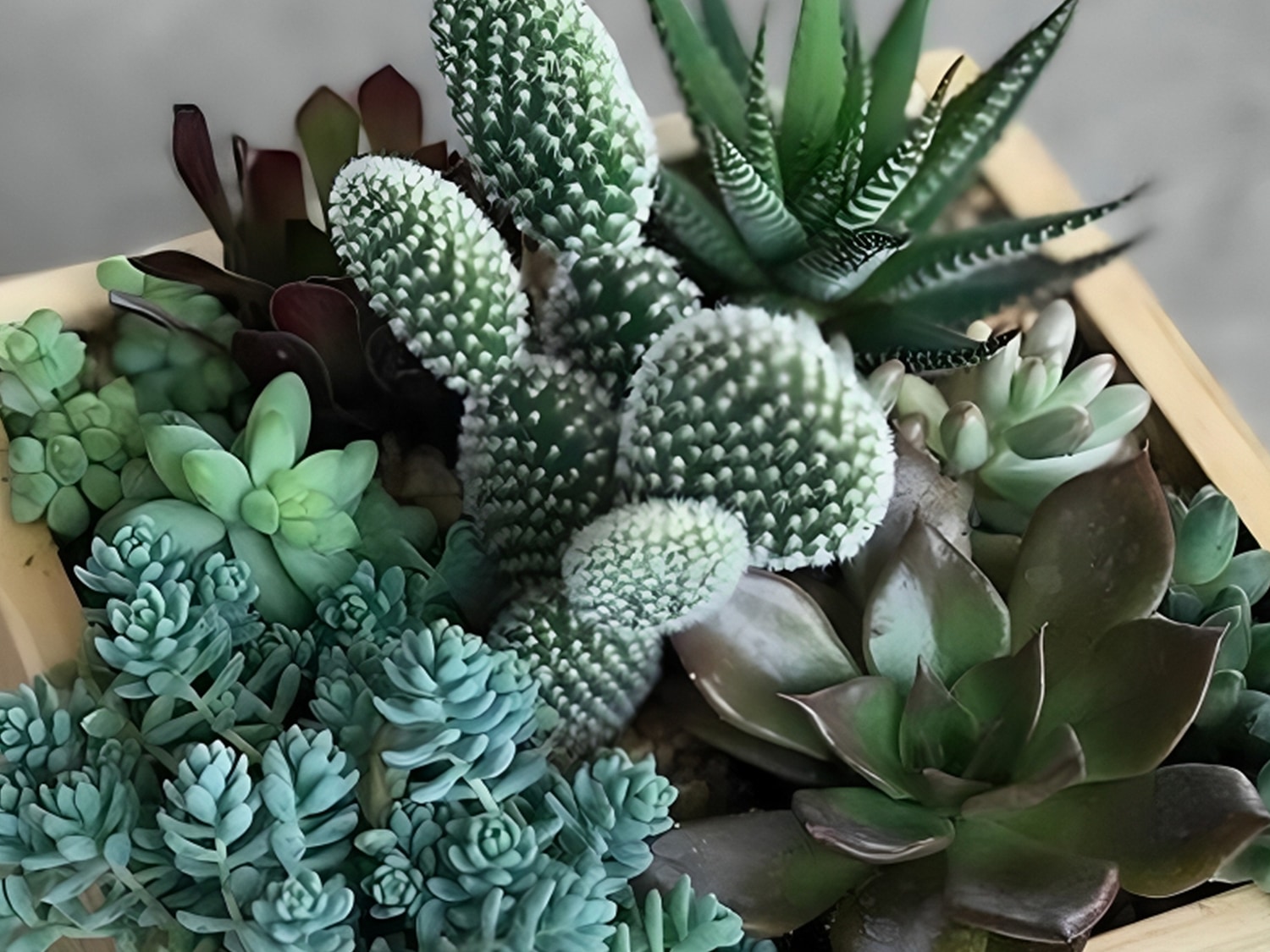 多肉植物でおもてなし！ぷくっと暮らしを彩る寄せ植え講座